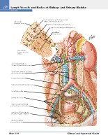 Frank H. Netter, MD - Atlas of Human Anatomy (6th ed ) 2014, page 353